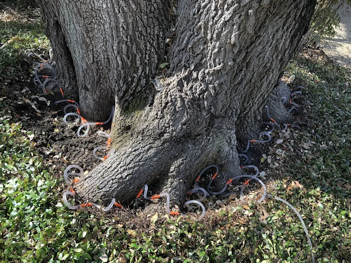 Detailed Tree Cabling and Bracing job site in Nine Mile Falls