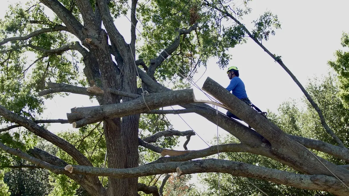 Professional Crown Thinning performed by certified arborists in Nine Mile Falls