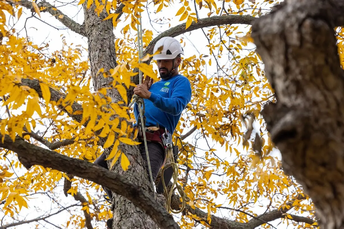 Skilled Tree Pruning crew working in Nine Mile Falls