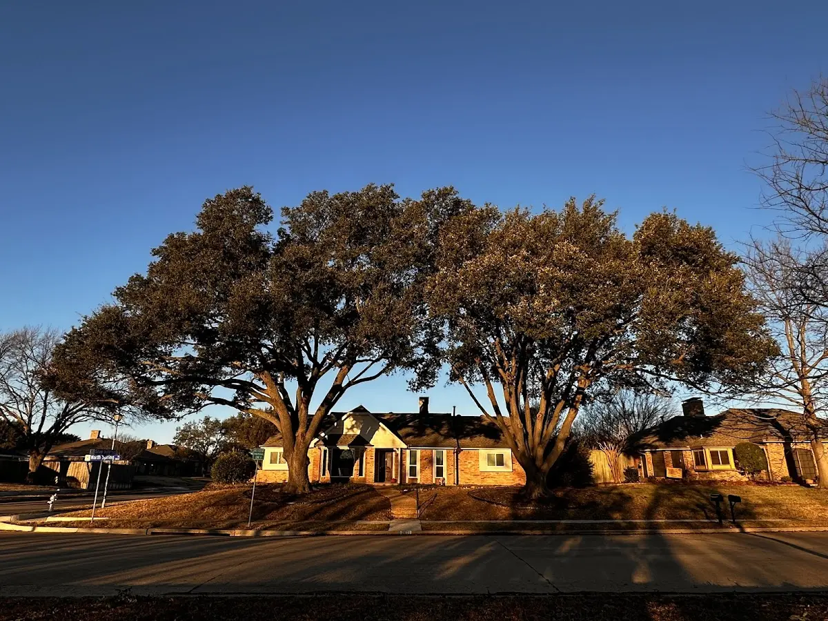 Established residential canopy tree shading a home in Nine Mile Falls